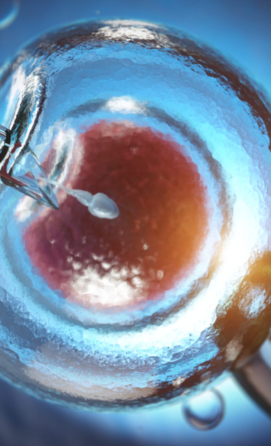 Artificial insemination. Fertilization of human egg cell by sperm. IVF in vitro fertilization. 3d illustration